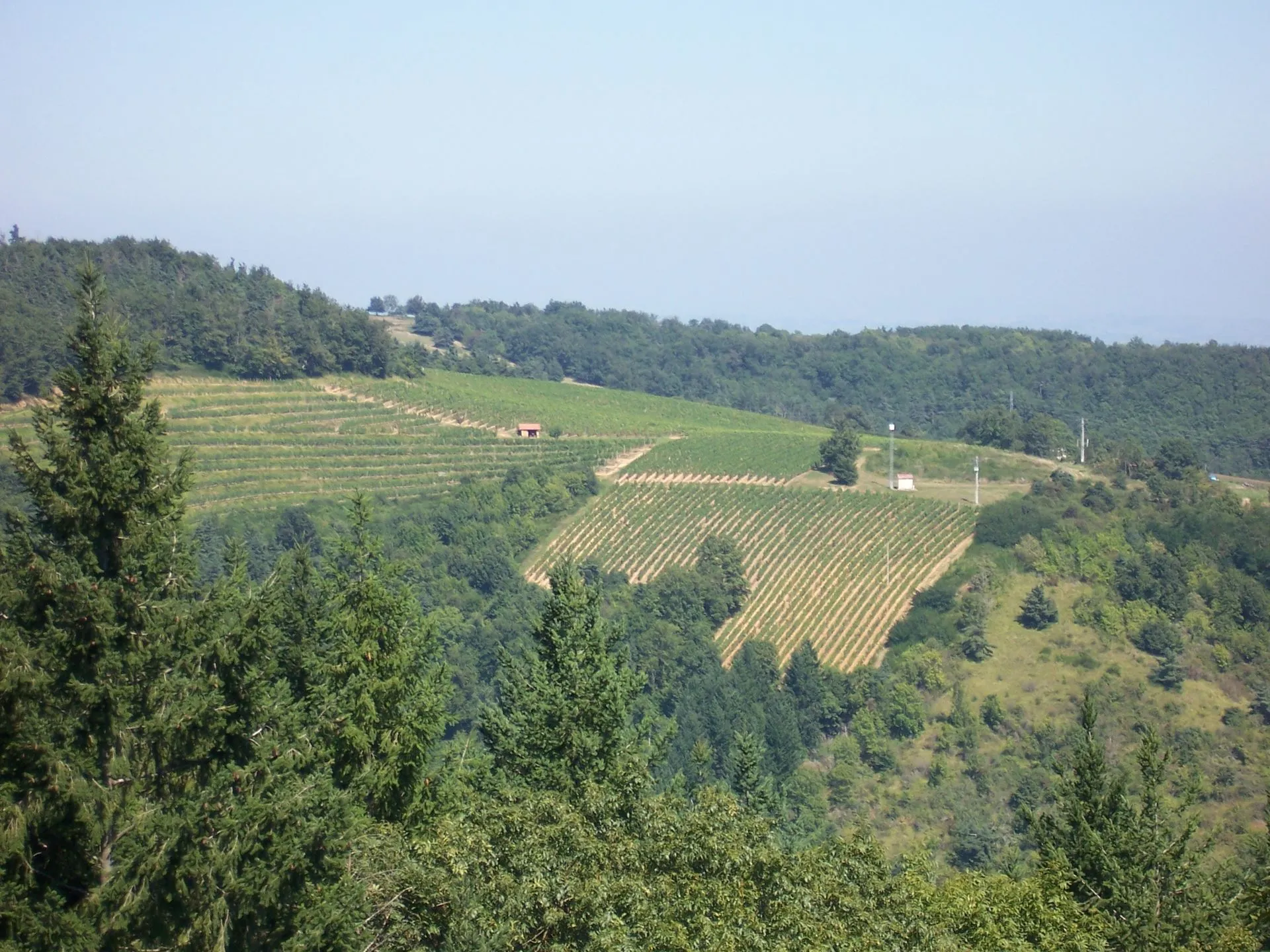 Vignoble des Côtes du Forez